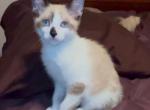 Snowshoe Bandit Oct 24 MANX - Siamese Kitten For Sale - Bryan, TX, US