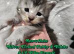 Snowflake The Winter Litter - Maine Coon Kitten For Sale - Kingman, AZ, US