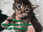 Aspen The Winter Litter - Maine Coon Kitten For Sale - Kingman, AZ, US