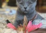 Douglas - British Shorthair Kitten For Sale - 