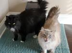 Akira & Saiga - Domestic Cat For Adoption - Wills Point, TX, US