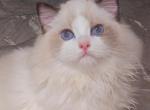 JOYCE - Ragdoll Kitten For Sale - 