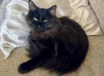 Black Solid - Ragdoll Kitten For Adoption - 