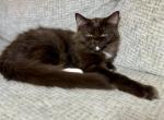 Chocolate Mitted - Ragdoll Kitten For Adoption - 