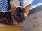 Coco - Bengal Cat For Sale - Pennsville Township, NJ, US