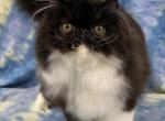 CFA REG BLACK AND WHITE BOY - Persian Kitten For Sale - Tarentum, PA, US