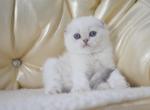 Scottish Fold Helen - Scottish Fold Kitten For Sale - 