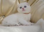 Scottish Fold Hanna - Scottish Fold Kitten For Sale - 