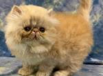 CFA REG CAMEO BOY - Persian Kitten For Sale - Tarentum, PA, US