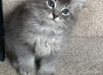 Moose - Domestic Kitten For Sale - 