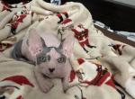 Magic Sphynx Society - Sphynx Kitten For Sale - 