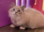 Kitten light purple boy - Siberian Kitten For Sale - 