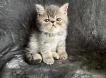 Edgar - Exotic Kitten For Sale - Lexington, KY, US