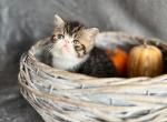 Bat - Persian Kitten For Sale - 