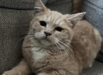 Tom - Scottish Straight Kitten For Sale - Clackamas, OR, US