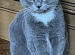 Smokey - Scottish Straight Kitten For Sale - Clackamas, OR, US