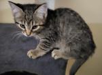 Grayson - Domestic Kitten For Sale - Middlesex, NJ, US