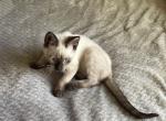 FRANK - Siamese Kitten For Sale - Bryan, TX, US