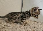 mr Black - Savannah Kitten For Sale - Lakeland, FL, US