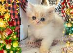 Noel - Persian Kitten For Sale - Glen Burnie, MD, US