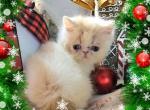 Holly - Persian Kitten For Sale - Glen Burnie, MD, US