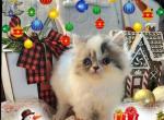 Buddy - Persian Kitten For Sale - Glen Burnie, MD, US