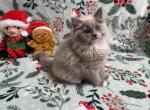 Betty Lou - Ragdoll Kitten For Sale - 