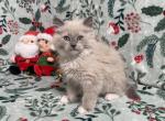 Olaf - Ragdoll Kitten For Sale - 