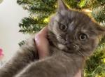 Chloe and Sunny litter of Scottish Munchkin - Munchkin Kitten For Sale - Beaverton, OR, US