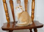 Felix Shantaren Shakh ny12 - British Shorthair Kitten For Sale - San Francisco, CA, US