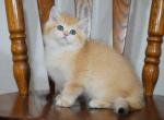 Frank Shantaren Shakh  ny12 color - British Shorthair Kitten For Sale - 