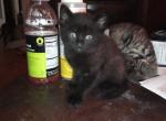 Coco and BunBun - Domestic Kitten For Sale - 