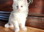 Lighting - Maine Coon Kitten For Sale - 