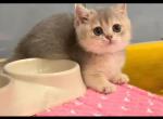 Saya - Munchkin Kitten For Sale - Chino, CA, US