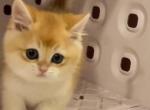 Jackie - Munchkin Kitten For Sale