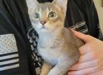 Blueberry - Abyssinian Kitten For Sale - San Antonio, TX, US