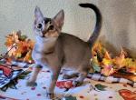 Tibolt - Abyssinian Kitten For Sale - San Antonio, TX, US