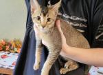 Benjamin - Abyssinian Kitten For Sale - San Antonio, TX, US