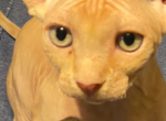 Red - Sphynx Kitten For Sale - Long Island City, NY, US