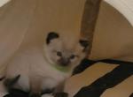 Partridge's Siamese - Siamese Kitten For Sale - 