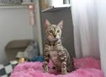 Sepia boy bengal - Bengal Kitten For Sale - 