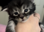 Doc - Maine Coon Kitten For Sale - 