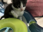 Sarge - Maine Coon Kitten For Sale - 