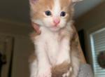 Cinco - Maine Coon Kitten For Sale - 