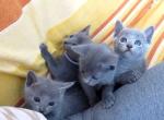 Christmas litter Russian blue babies - Russian Blue Cat For Sale - Dumfries, VA, US