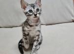 Dorry - Bengal Kitten For Sale - Norwalk, CT, US