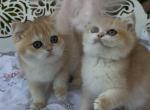 Milly - Scottish Fold Kitten For Sale - Rocklin, CA, US