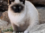 River - Siamese Kitten For Sale - Theodosia, MO, US