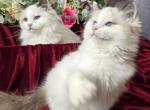 Ragdoll Carley - Ragdoll Kitten For Sale - Colorado Springs, CO, US