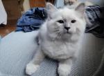 Harvey - Ragdoll Kitten For Sale - Reading, PA, US